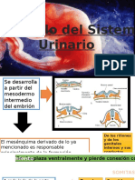 Embriologia Trabajo