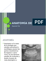 Anatomía Dental