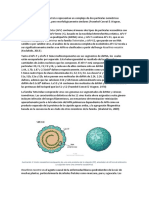 Micovirus Aspergillus Foetidus