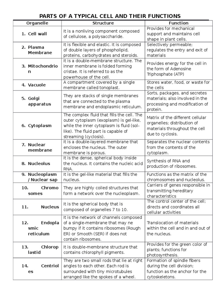 Parts of A Typical Cell and Their Functions | Download Free PDF ...