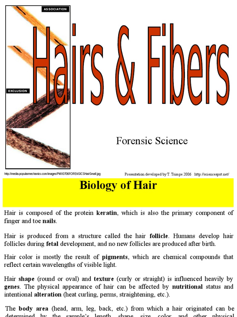 Hairs Fibers 08 Hair Fibers