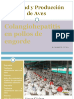 Colangiohepatitis en Pollos de Engorde