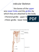 Appendicular Skeleton: Upper Lower Limbs Girdles