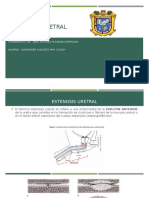 Estenosis Uretral