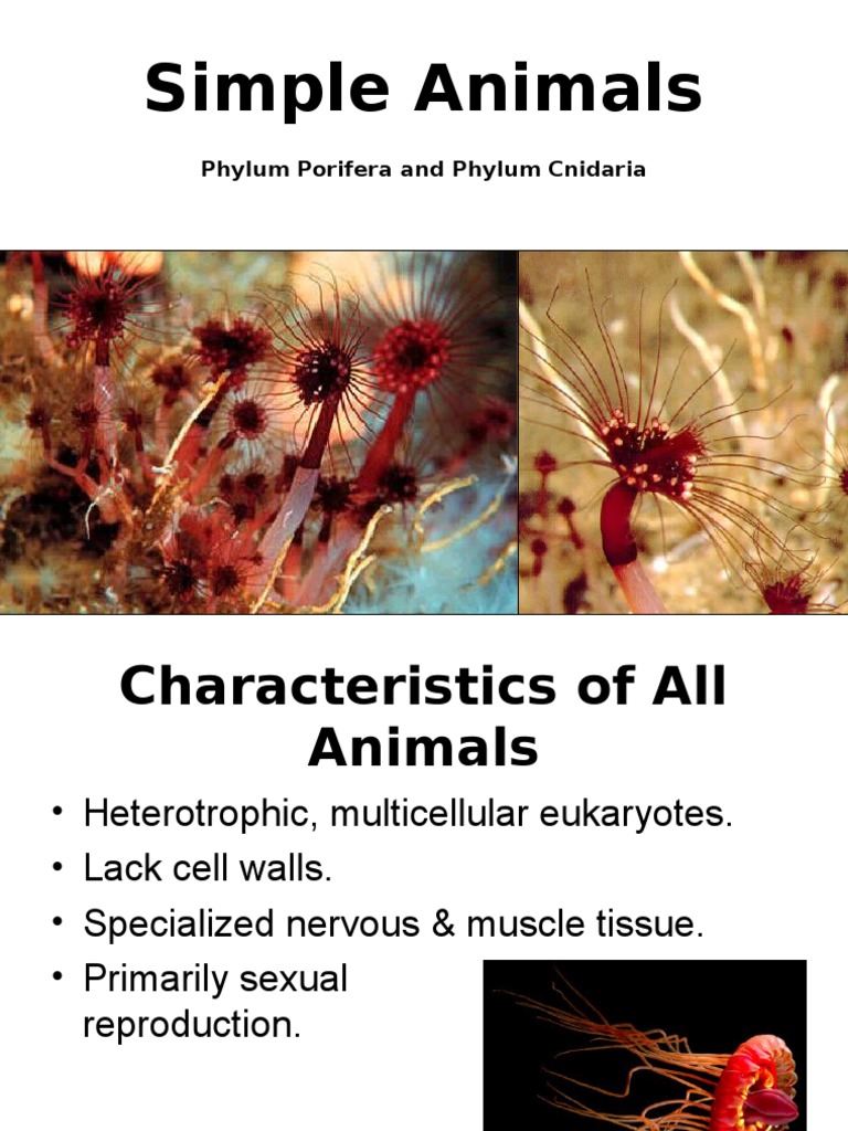 Intro to Simple Animal Phyla | PDF