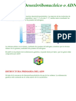 estructura del adn