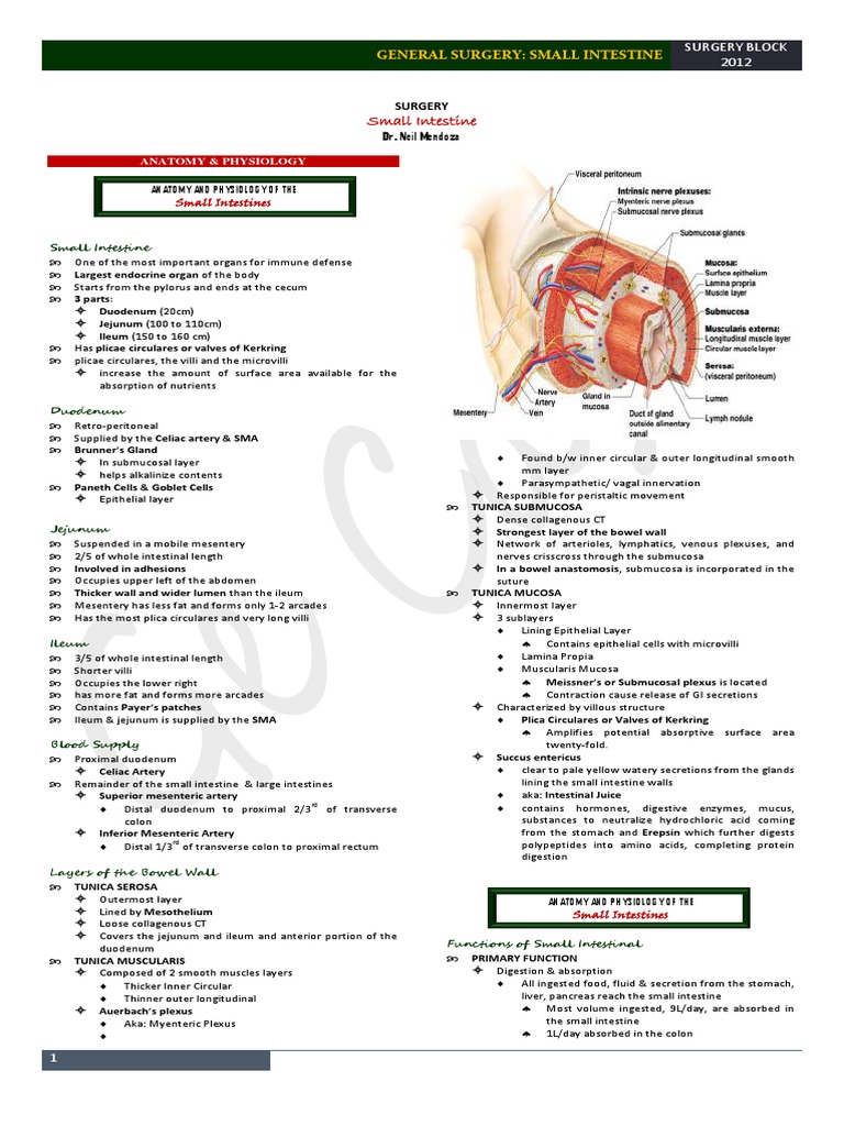 SURGERY Lecture 1 - Small Intestine (Dr. Mendoza) | PDF ...