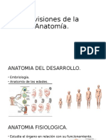 Divisiones de La Anatomía