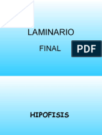 Laminario Morfo III Final