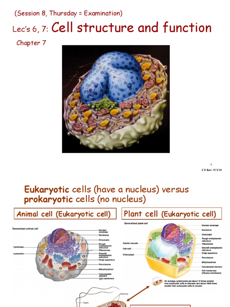 Eukaryotic Cell Structure Overview | PDF | Endoplasmic Reticulum | Cell ...