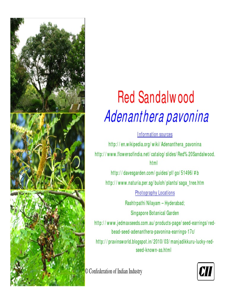 Mon Jardin Tropical- Graines l'église, adenanthera pavonina, graines l