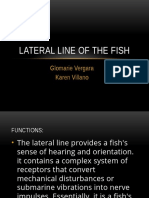 Lateral Line of The Fish