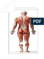 Musculus Posterior
