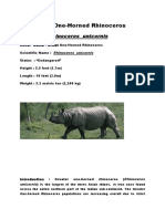 Great One-Horned Rhinoceros