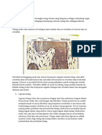 Histologi Tulang