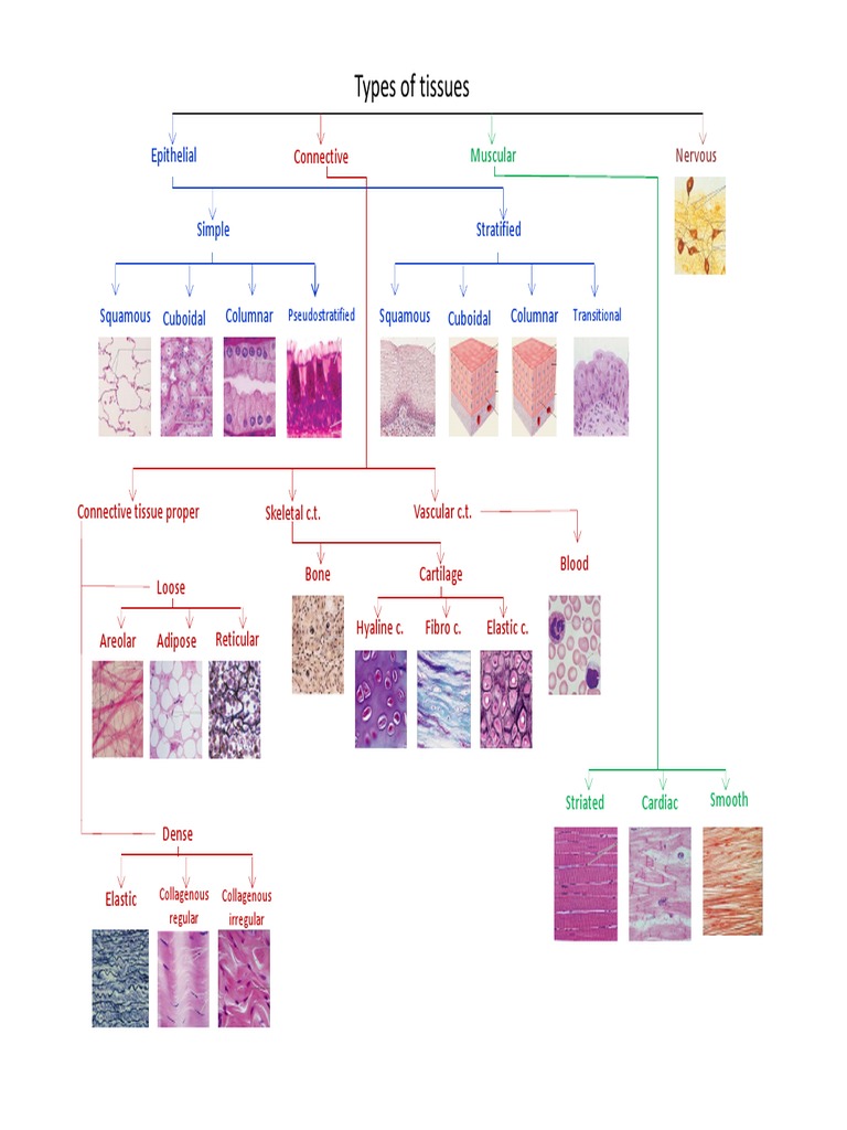 Types of Tissues Overview Diagram | PDF
