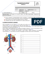 Evaluacion Sistema Excretor10