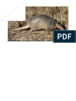 Armadillo - Buscar Con Google