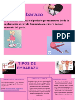 Etapas Del Embarazo