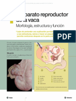 Aparato Reproductor de La Vaca PDF