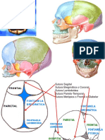 1 Huesos Del Craneo PDF