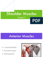 Shoulder Muscles