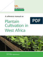 Plantain Cultivation in West Africa