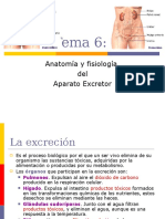 6_aparato_excretor