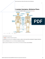 Sistemas Del Cuerpo Humano - Sistema Óseo - Escolar - Series - ElPopular PDF