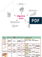 Digestion of Human and Animals