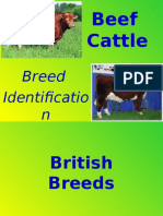 Beef Breeds