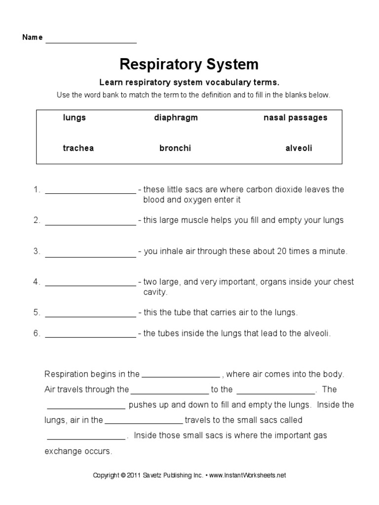 Respiratory System Worksheet Fill-In  PDF With Respiratory System Worksheet Pdf