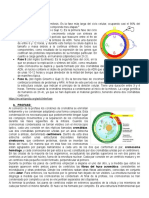 Fases Del Ciclo Nuclear