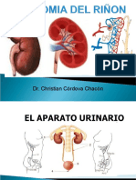 Anatomía macro y micro del riñón