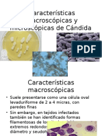 Características Macroscópicas y Microscópicas de Cándida