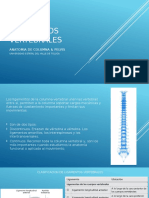 Ligamentos Vertebrales
