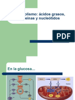 Oxidacion de Acidos Grasos