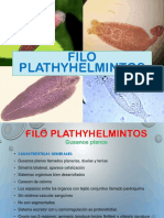 4. B Filo Plathyhelminthes Polo