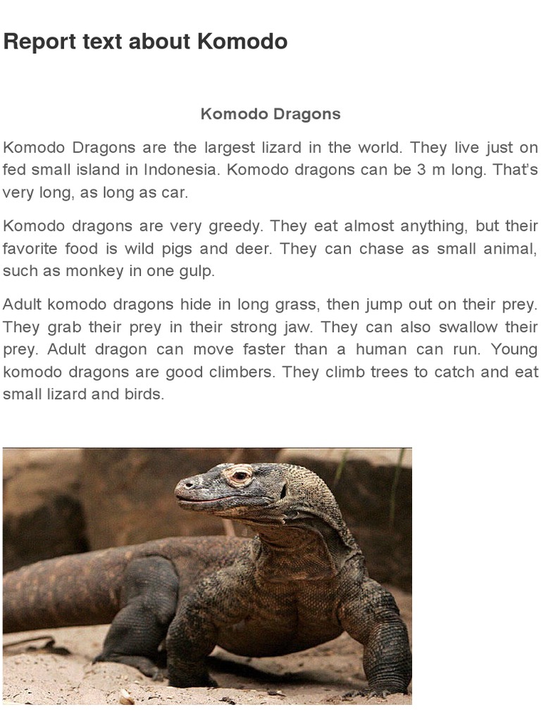 Komodo Dragon Report Text Goreng