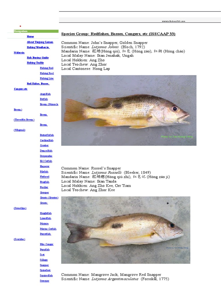 South East Asian Fish | PDF | Perciformes | Aquatic Vertebrates