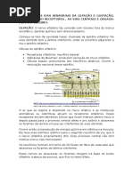 Tutorial 6 - Vias da Audição e Olfato