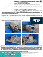 Distribución de la bupivacaina mezclada con azul de metileno inyectada mediante técnica múltiple ecoguiada para el bloqueo del plano transverso del abdomen en el perro: Estudio anatómico