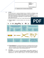 Tinción y observación de microorganismos