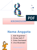 KROMOSOM