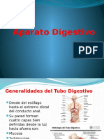 Tubo Digestivo Histologia