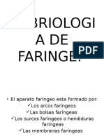 Embriologia de Faringe