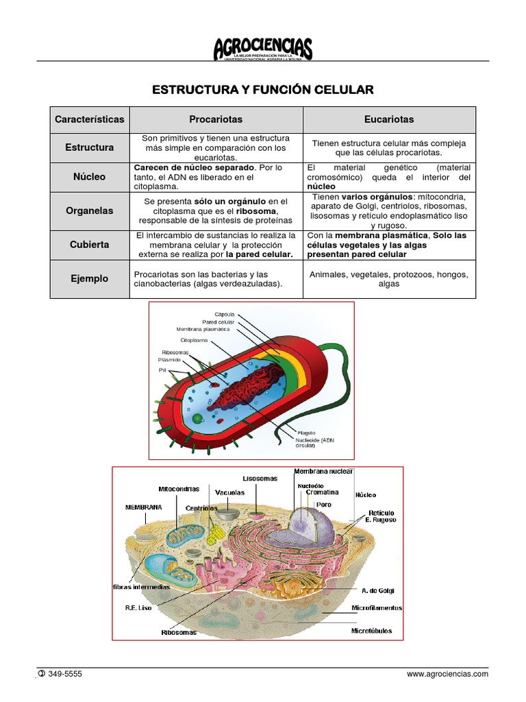 Estructura y Función de Células | PDF | Citoplasma | Nucleo celular