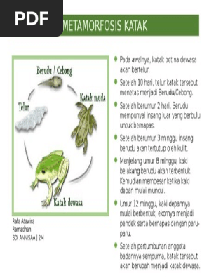 Metamorfosis Katak
