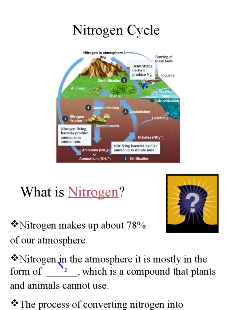 nitrogen-cycle-ppt-1-metabolism-physical-sciences