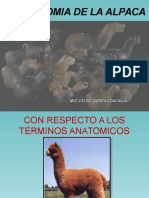 Anatomia Especial de Las Alpacas